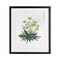 Stupell Industries Dandelion Flower Illustration Framed Print Under Glass, design by Cecilia Battaini